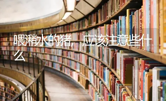 喂潲水的猪,应该注意些什么 | 家畜养殖