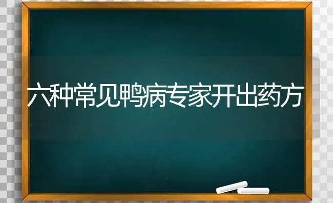 六种常见鸭病专家开出药方 | 养殖病虫害防治