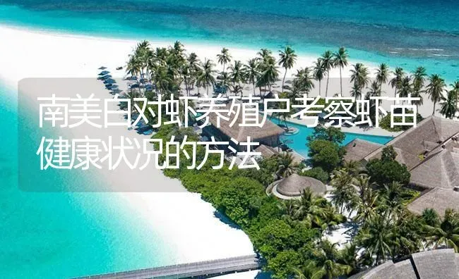 南美白对虾养殖户考察虾苗健康状况的方法 | 海水养殖