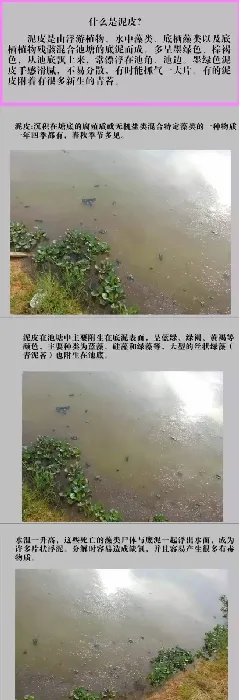 详解水产养殖过程中常见的泥皮