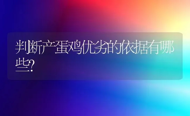 判断产蛋鸡优劣的依据有哪些？ | 家禽养殖