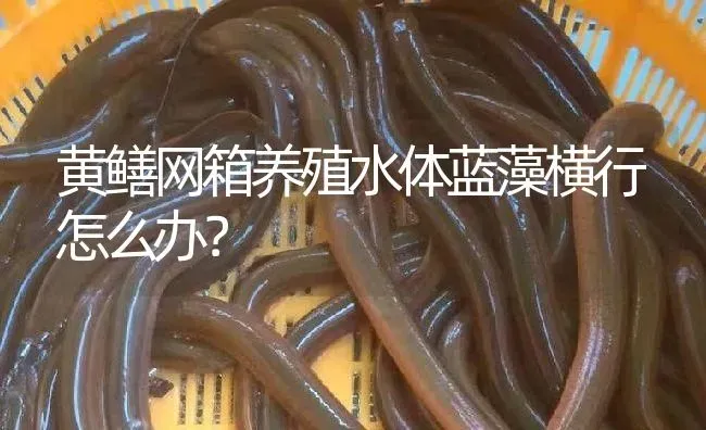 黄鳝网箱养殖水体蓝藻横行怎么办？ | 淡水养殖