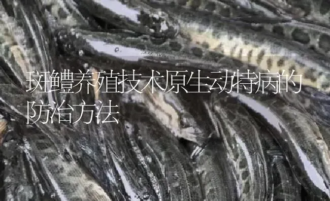 斑鳢养殖技术原生动特病的防治方法 | 淡水养殖
