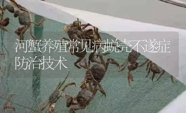 河蟹养殖常见病蜕壳不遂症防治技术 | 淡水养殖