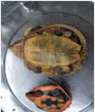 鹰嘴龟生物学特性及驯化养殖技术