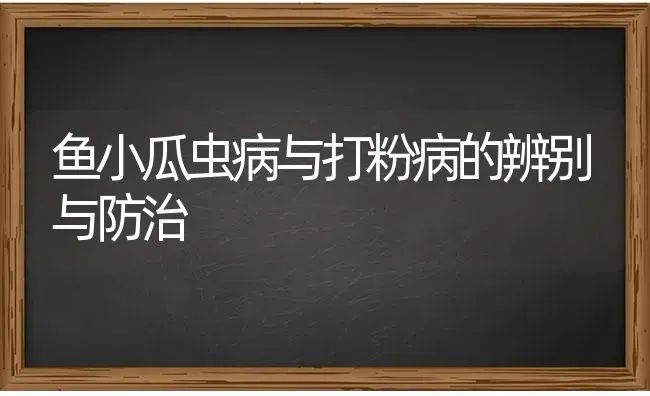 鱼小瓜虫病与打粉病的辨别与防治 | 淡水养殖