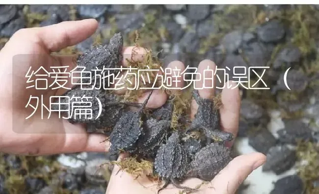 给爱龟施药应避免的误区（外用篇） | 养殖病虫害防治