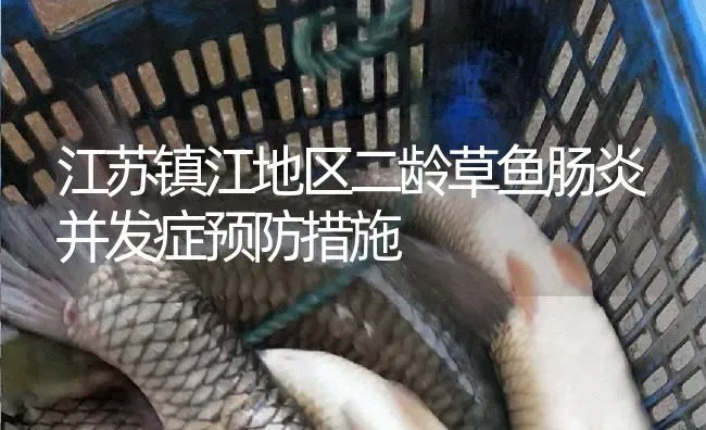 江苏镇江地区二龄草鱼肠炎并发症预防措施 | 淡水养殖