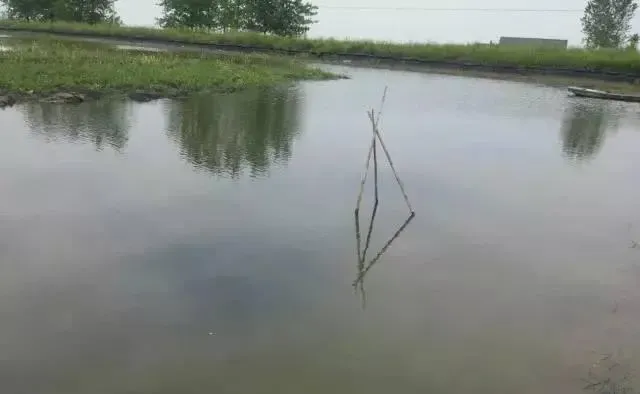 河蟹池塘白浊水问题的成功处理案例