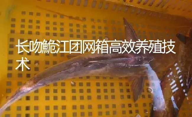 长吻鮠江团网箱高效养殖技术 | 淡水养殖