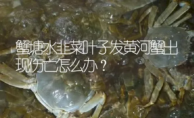 蟹塘水韭菜叶子发黄河蟹出现伤亡怎么办？ | 淡水养殖