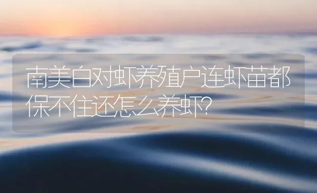 南美白对虾养殖户连虾苗都保不住还怎么养虾？ | 海水养殖