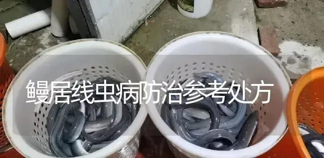 鳗居线虫病防治参考处方 | 淡水养殖