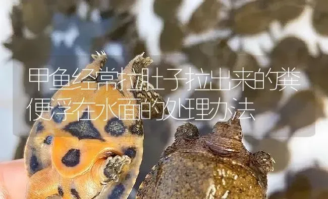 甲鱼经常拉肚子拉出来的粪便浮在水面的处理办法 | 淡水养殖