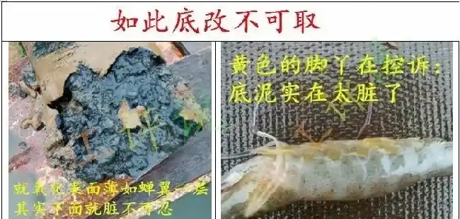 【建议收藏】夏季池塘水质变化和管理的特点