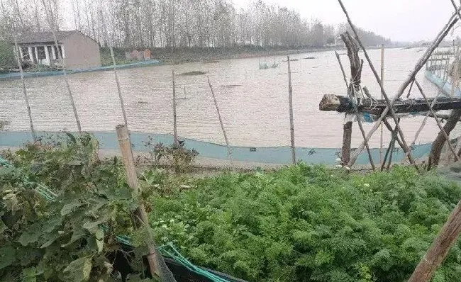 浅谈湖北荆州监利地区虾蟹混养模式及优化点