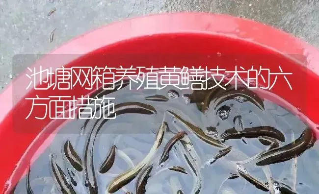 池塘网箱养殖黄鳝技术的六方面措施 | 淡水养殖