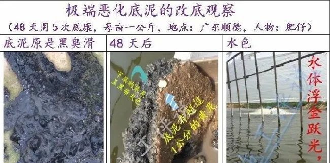 【建议收藏】夏季池塘水质变化和管理的特点