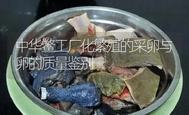 中华鳖工厂化繁殖的采卵与卵的质量鉴别 | 淡水养殖