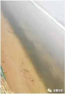 山东微山湖地区顽固性青苔该如何防治