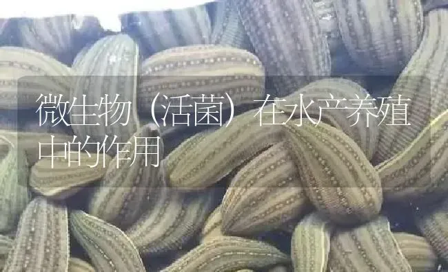 微生物（活菌）在水产养殖中的作用 | 特种养殖