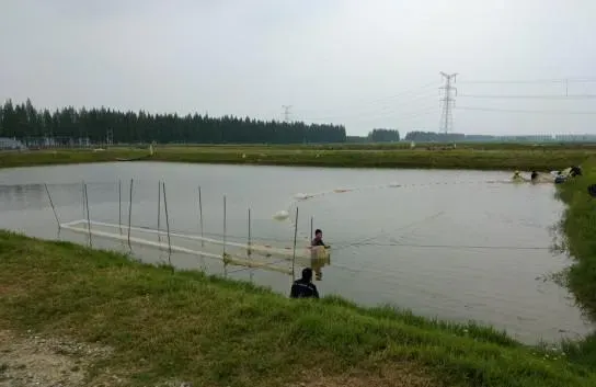 实战派：常规淡水养殖鱼类水花标粗技术要点