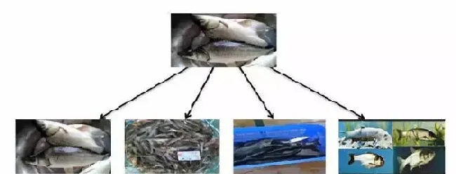 海南罗非鱼养殖不赚钱，看看这些养户转养南美白对虾后的成功之道