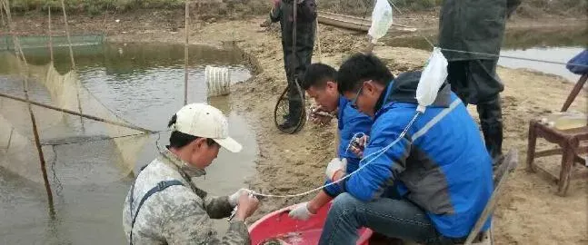 注射疫苗只要花费一毛二，草鱼就能远离“老三病”？