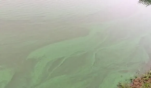 水产养殖池塘十一种不同水色的调节技巧