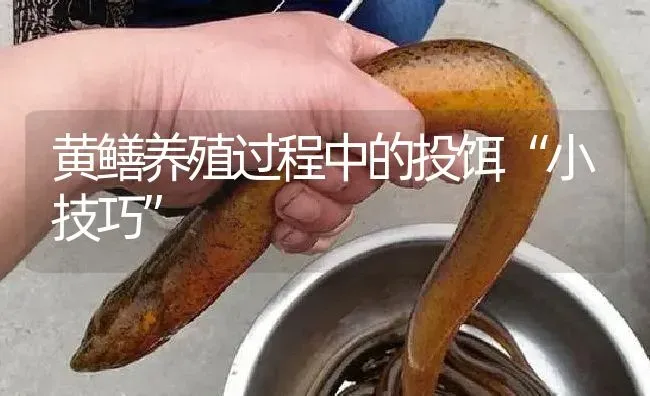 黄鳝养殖过程中的投饵“小技巧” | 淡水养殖