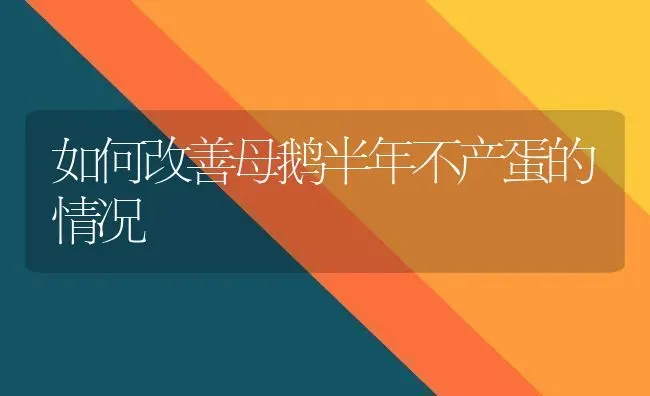 如何改善母鹅半年不产蛋的情况 | 家禽养殖