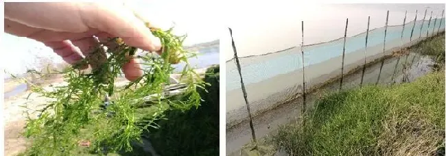 浅谈湖北荆州监利地区虾蟹混养模式及优化点