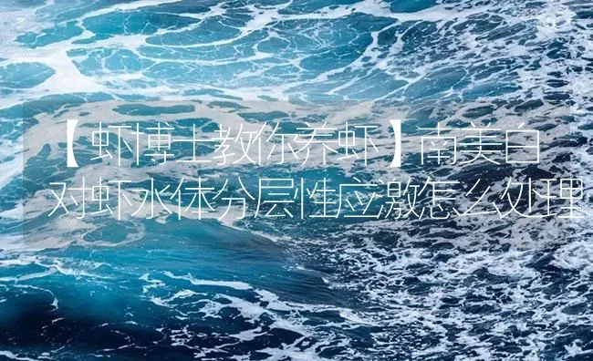 【虾博士教你养虾】南美白对虾水体分层性应激怎么处理 | 海水养殖