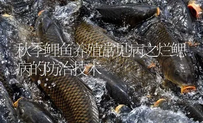 秋季鲤鱼养殖常见病之烂鳃病的防治技术 | 淡水养殖