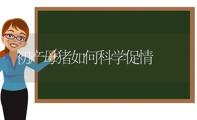 初产母猪如何科学促情 | 家畜养殖