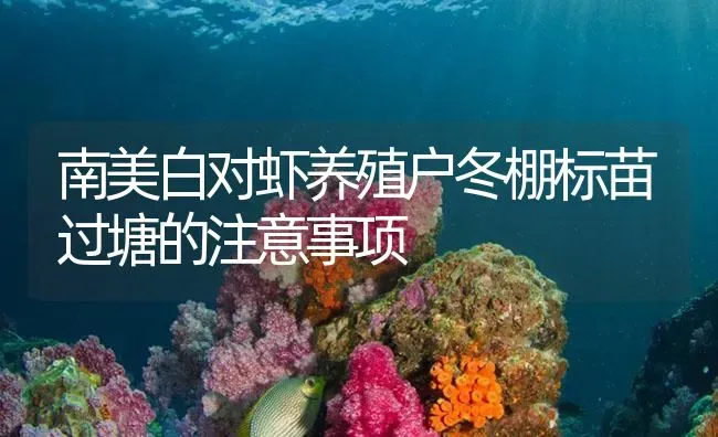 南美白对虾养殖户冬棚标苗过塘的注意事项 | 海水养殖
