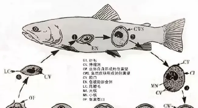 淡水养殖鱼类小瓜虫病的防治方法