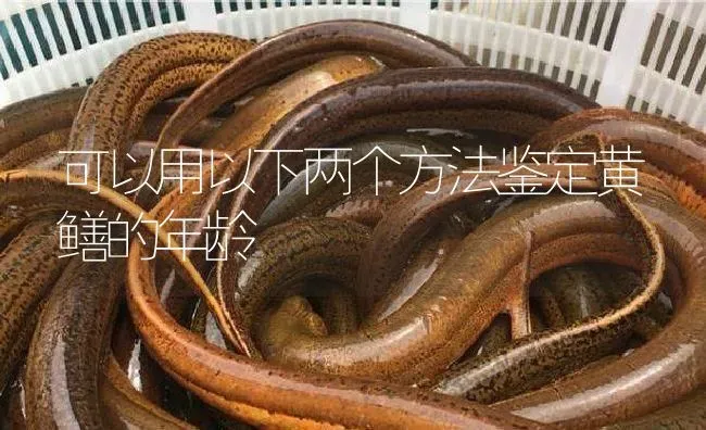 可以用以下两个方法鉴定黄鳝的年龄 | 淡水养殖