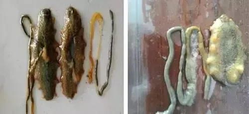 秋季参圈之大海参去哪儿了