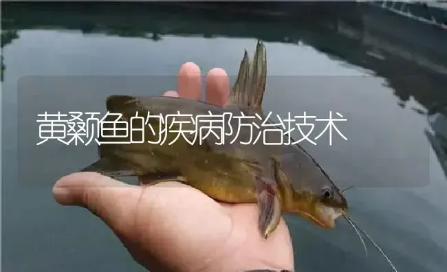 黄颡鱼的疾病防治技术 | 淡水养殖