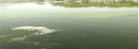 广东揭西县河婆地区浓绿水亚盐高处理案例