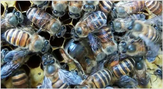 蜜蜂介王不成功的表现有哪些？ | 动物养殖资料