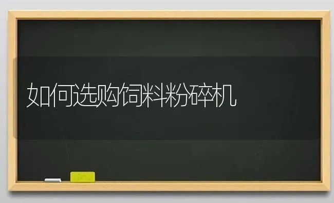 如何选购饲料粉碎机 | 动物养殖饲料