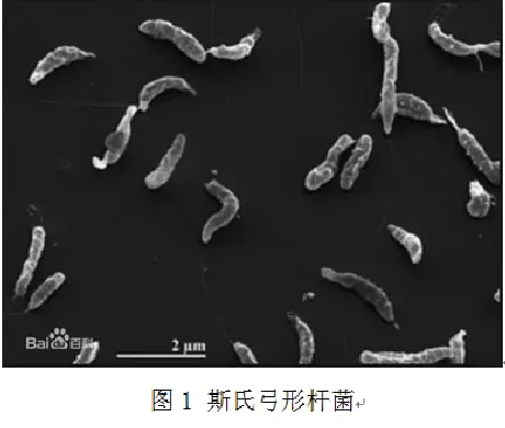 鱼病知识--人畜共患菌之弓形杆菌