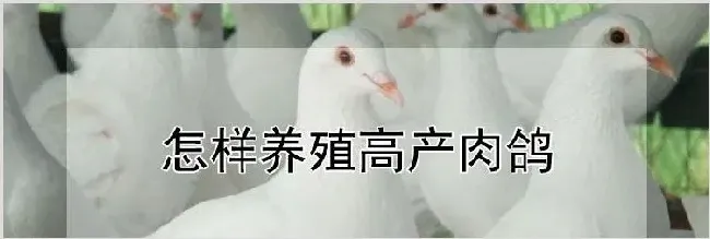 怎样养殖高产肉鸽 | 动物饲养方法
