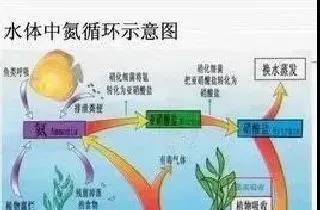 饲料、底泥、水质与水产病害的防控关系