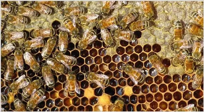 双王群会不会导致分蜂？ | 动物饲养方法