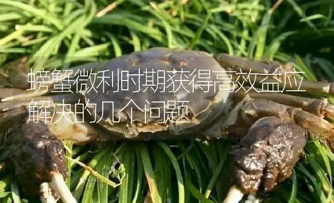 螃蟹微利时期获得高效益应解决的几个问题 | 淡水养殖