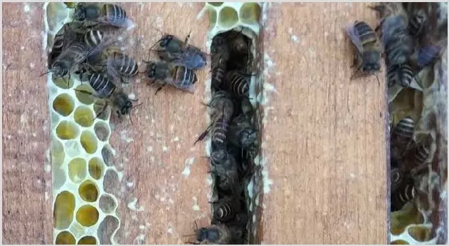 蜜蜂怎样才能快速春繁？ | 农业养殖科普