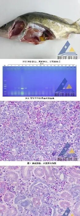 缺氧后鳜鱼苗传染性脾肾坏死病毒病大量死亡